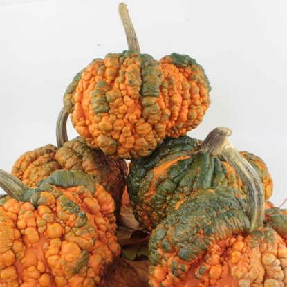Picture of Pumpkin Zombie F1